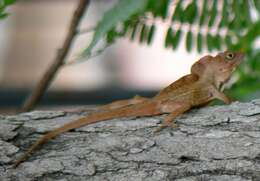 Image of Puerto Rican Crested Anole