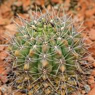 Image of Gymnocalycium gibbosum (Haw.) Pfeiff. ex Mittler