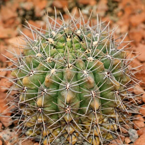 Image of Gymnocalycium gibbosum (Haw.) Pfeiff. ex Mittler