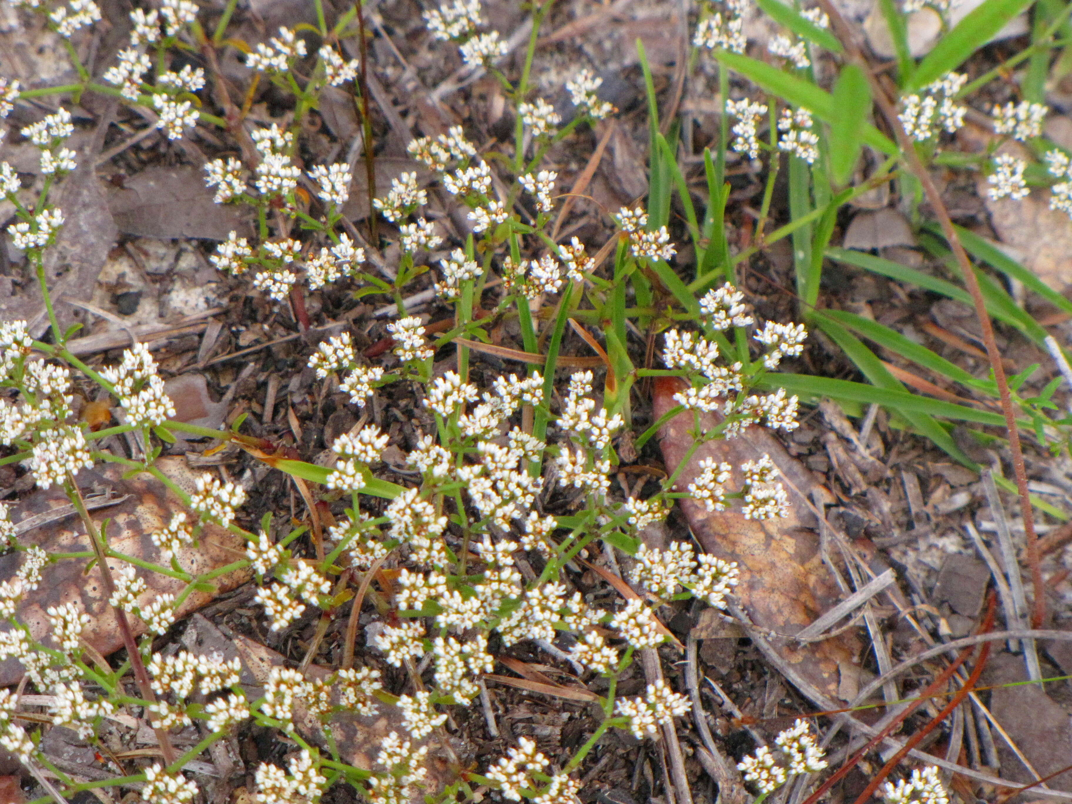 Paronychia rugelii (Chapm.) Shuttlew. ex Chapm.的圖片