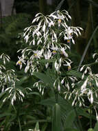 Image of rock lily