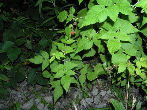 Image of grayleaf red raspberry