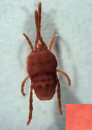 Image de Microtrombidiidae