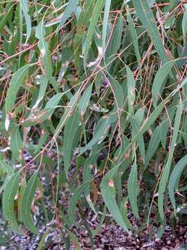 Image of Chippy Gum