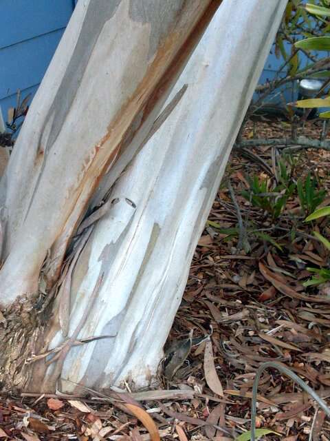 Слика од Eucalyptus burgessiana L. A. S. Johnson & Blaxell