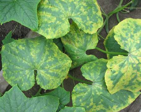 Image of Cucumber mosaic virus