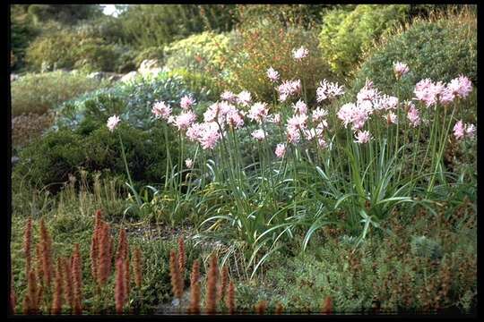 Image of Nerine undulata (L.) Herb.