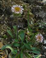 Image of arctic alpine fleabane