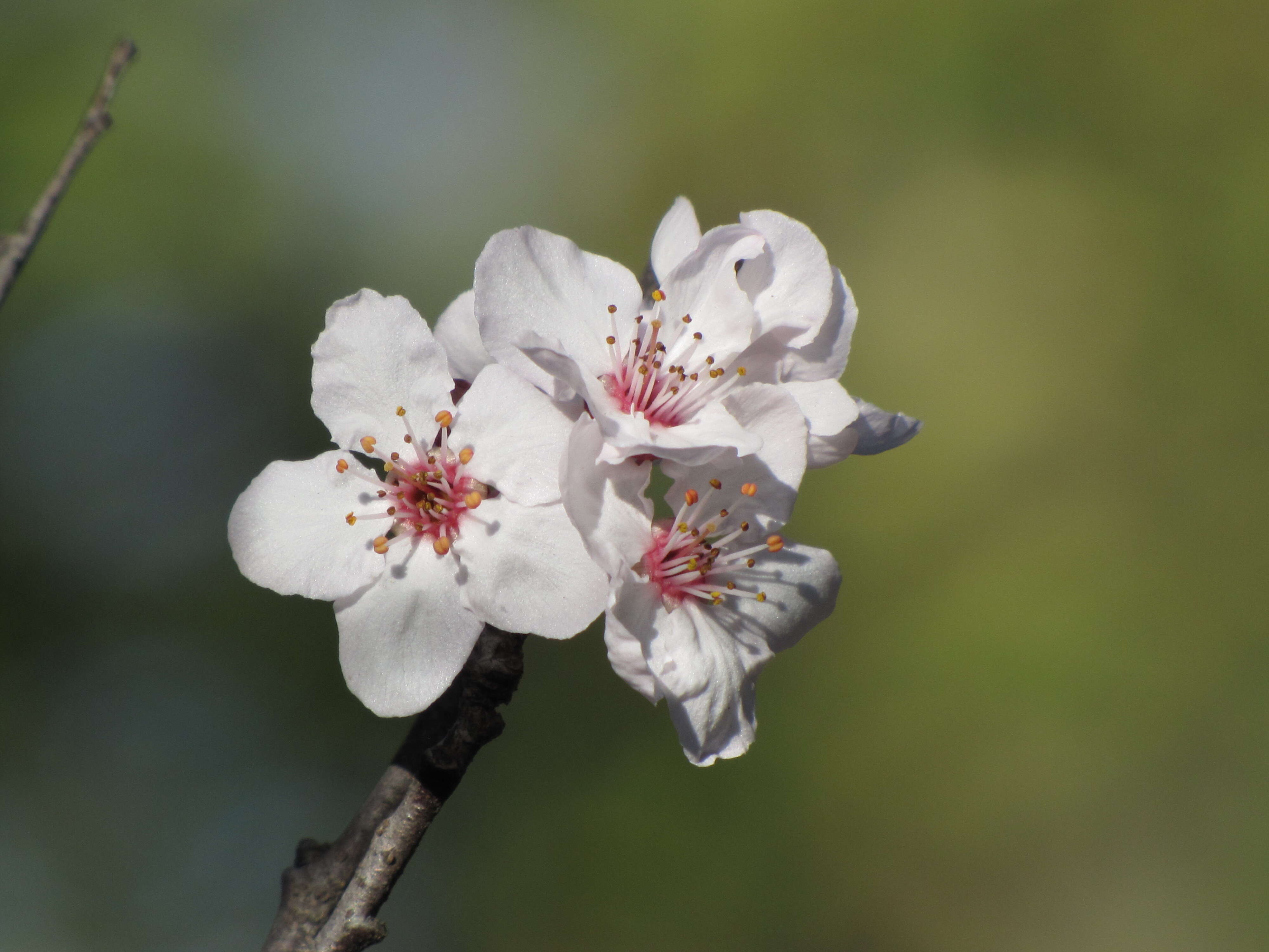 Image of Prunus × cistena