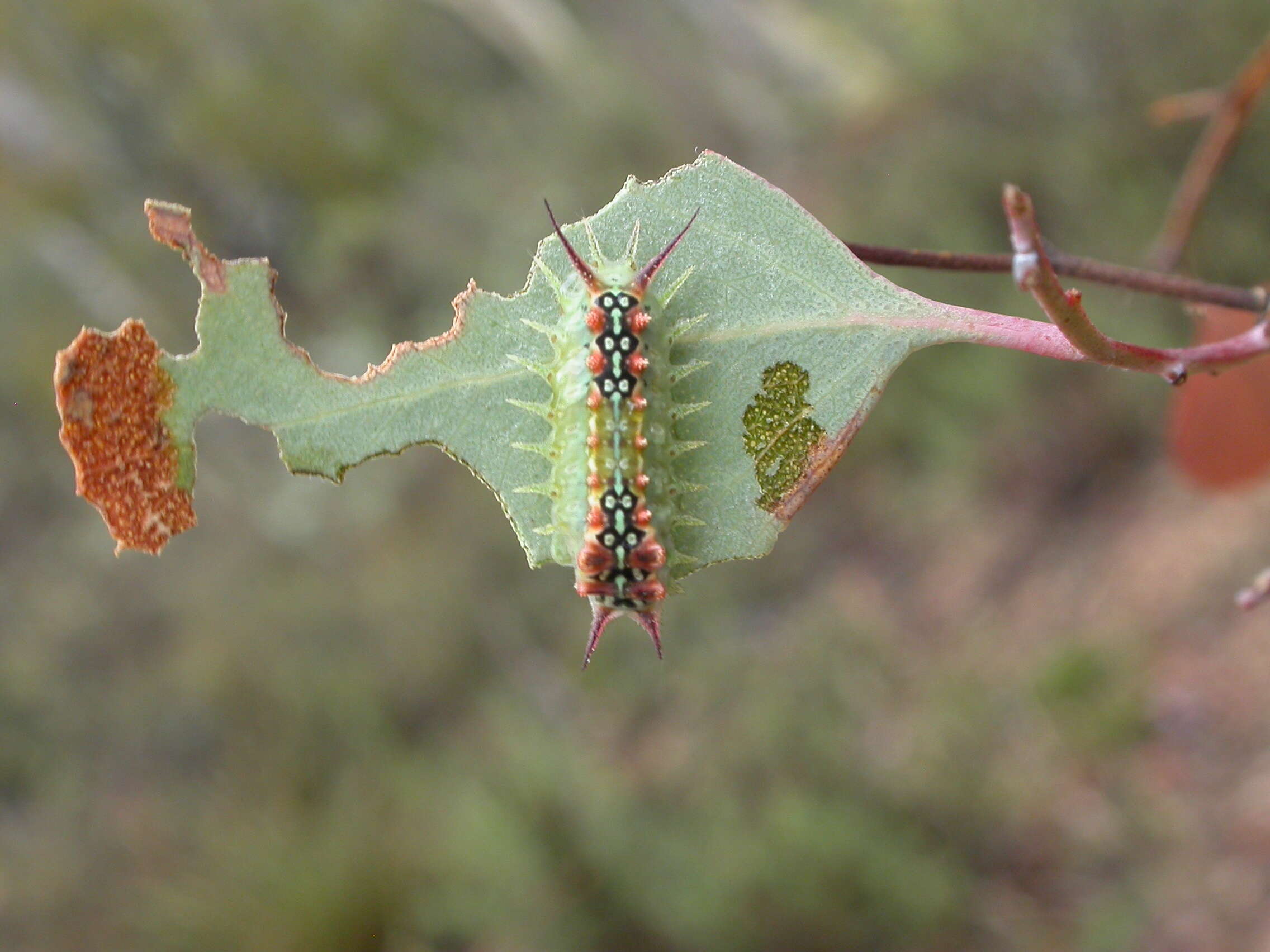 صورة Eucalyptus macrorhyncha F. Müll.