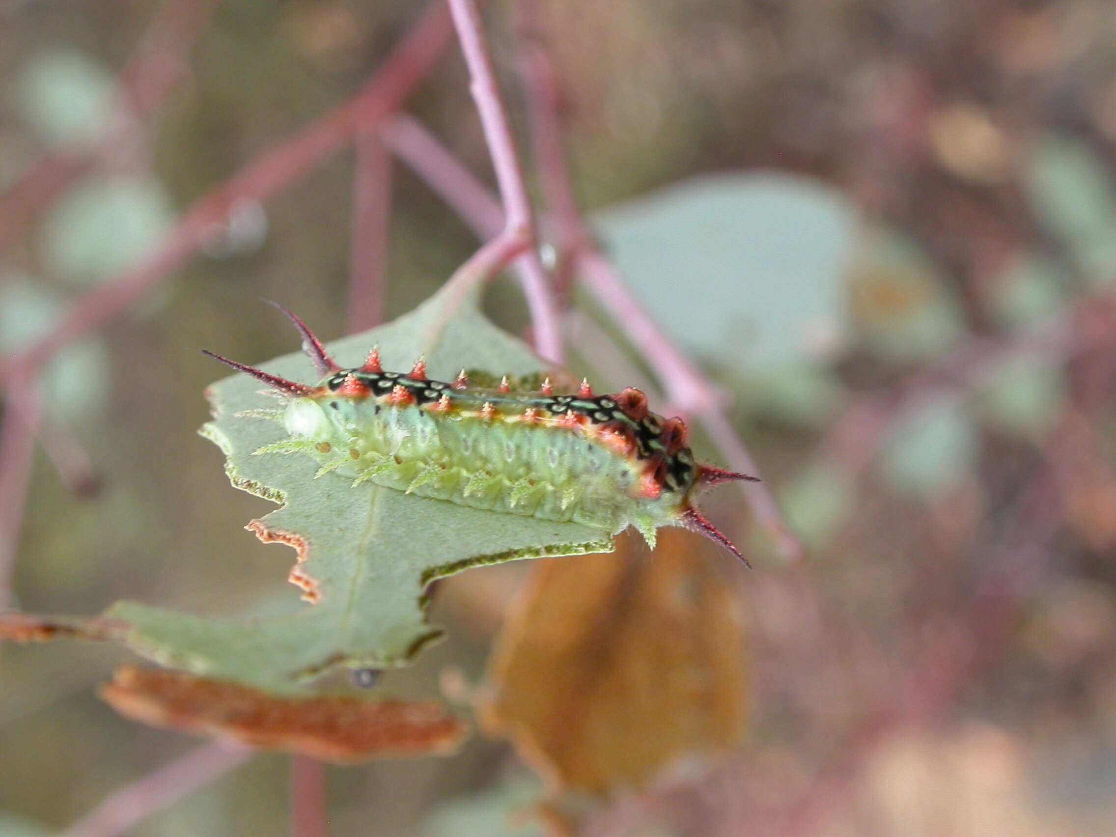 صورة Eucalyptus macrorhyncha F. Müll.