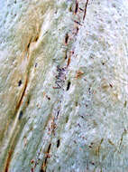 Image of Eucalyptus sclerophylla (Blakely) L. A. S. Johnson & Blaxell