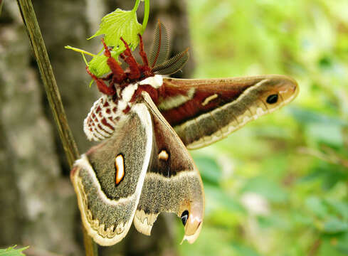 Image of Columbia Silkmoth