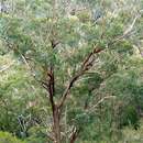 Imagem de Eucalyptus andrewsii subsp. campanulata (R. T. Baker & H. G. Smith) L. A. S. Johnson & Biaxell