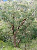 Image of New England blackbutt