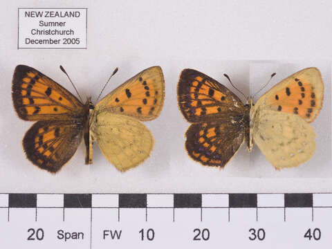 Image of Lycaena salustius (Fabricius 1793)