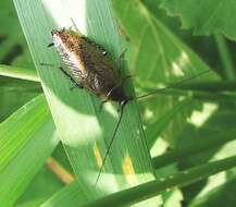 Image of dusky cockroach