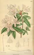 صورة Rhododendron davidsonianum Rehder & Wilson