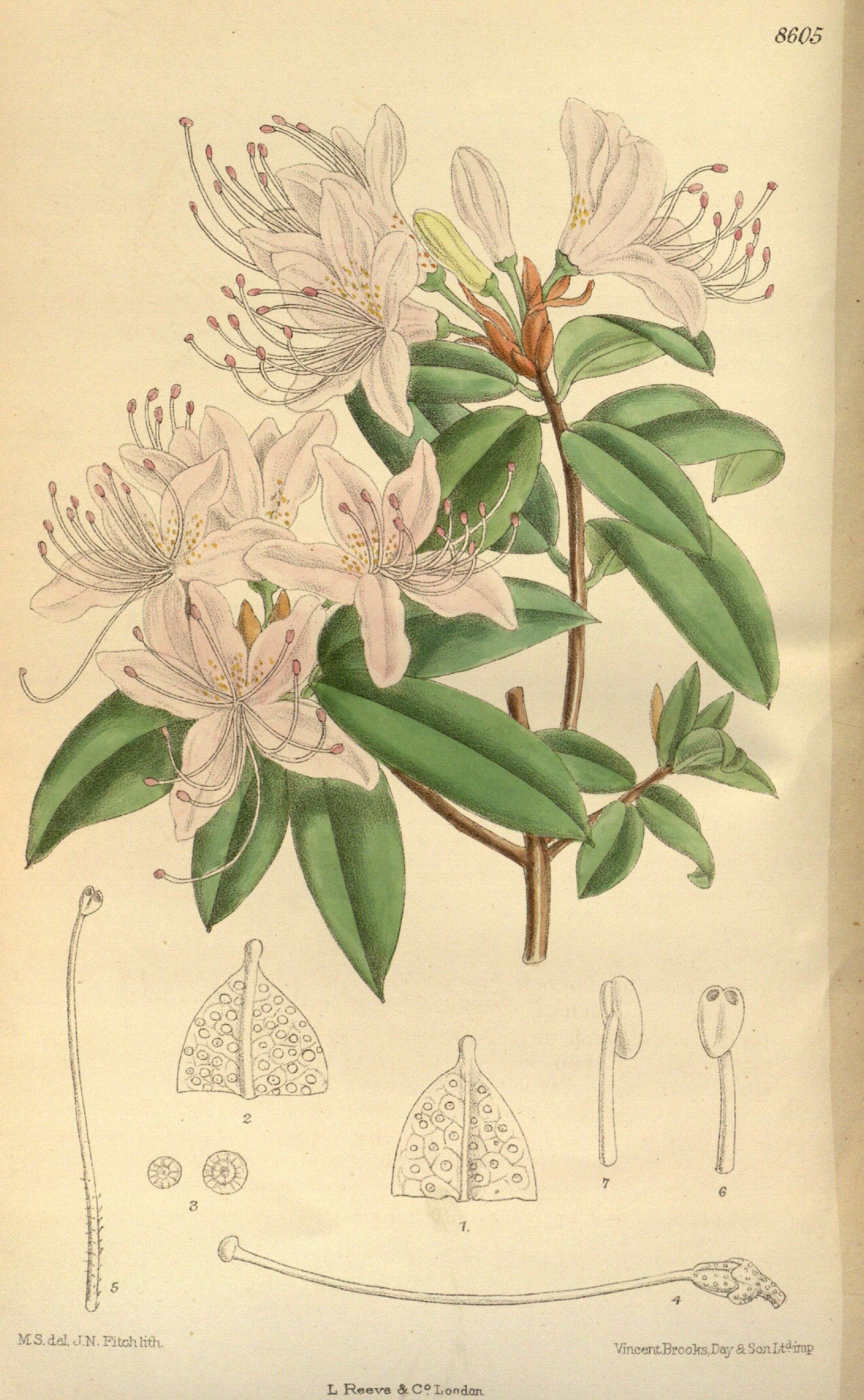 صورة Rhododendron davidsonianum Rehder & Wilson