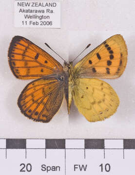 Image of Lycaena salustius (Fabricius 1793)