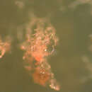 Image of Acrasis rosea