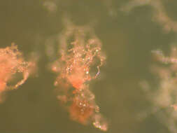 Image of Acrasis rosea