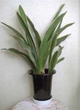 Image of Japanese Sacred Lily