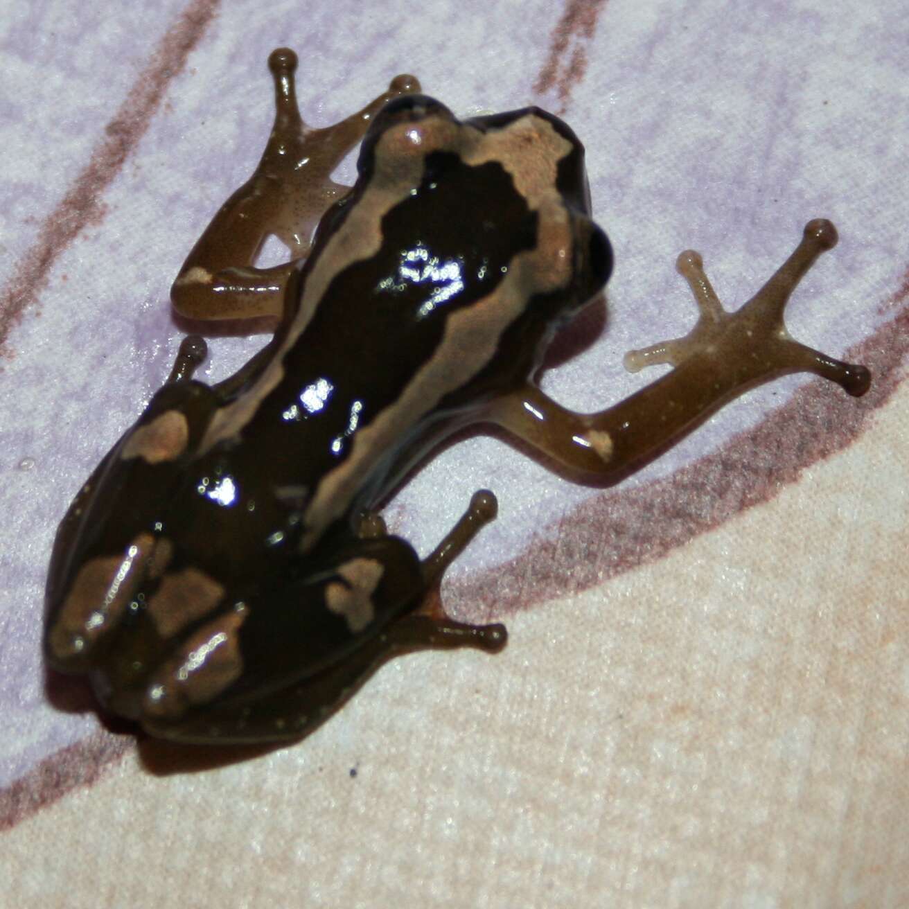 Image of Brown Banana Frog