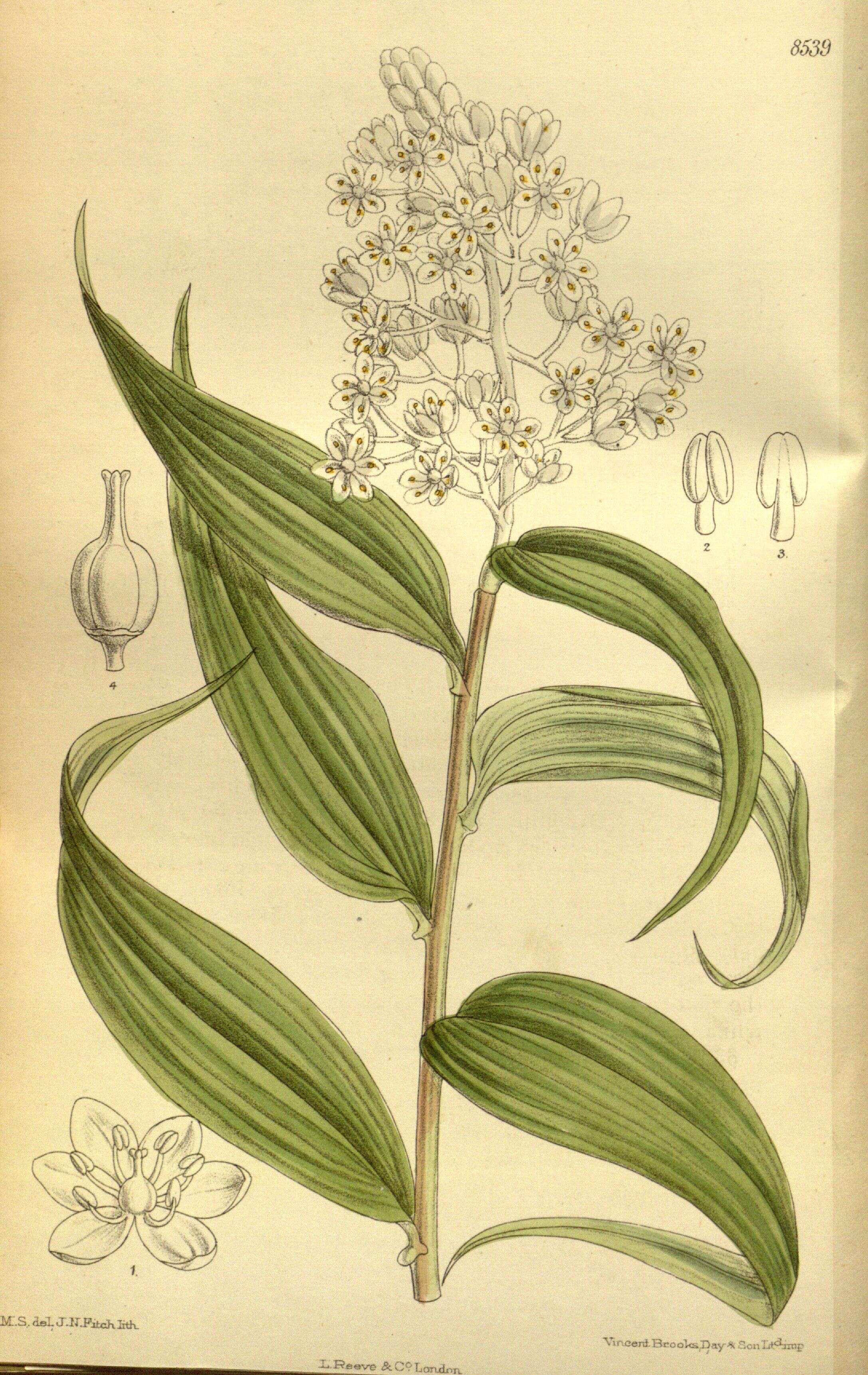 Image of Maianthemum paniculatum (M. Martens & Galeotti) La Frankie
