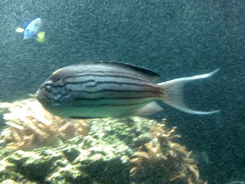 Image of Blackstriped Angelfish