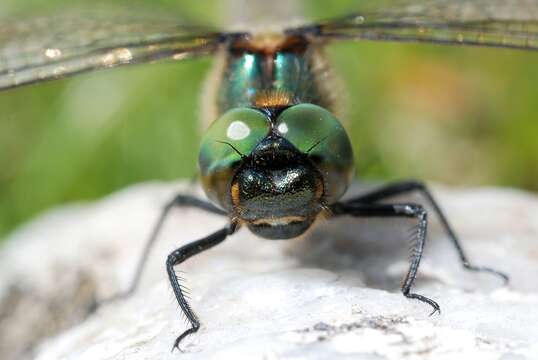 Image of Alpine emerald