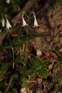 Image of Twinflower