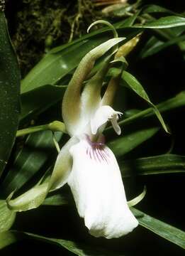 Image of Zygosepalum labiosum (Rich.) C. Schweinf.