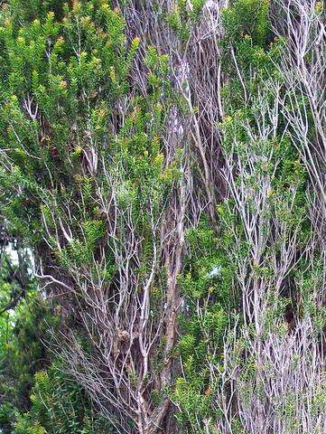 Image of Melaleuca howeana Cheel