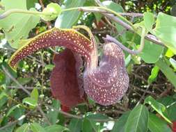 Image de Aristolochia ringens Vahl