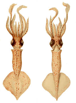 Image of Brachioteuthis Verrill 1881