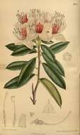 صورة Rhododendron davidsonianum Rehder & Wilson