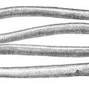 Image of Java spaghetti eel