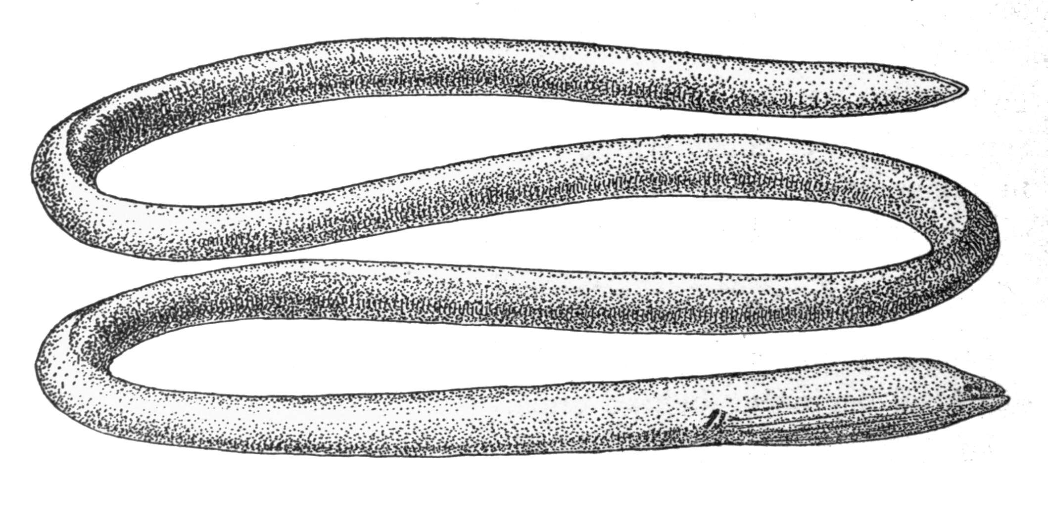 Image of Java spaghetti eel
