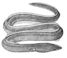 Image of Pisodonophis