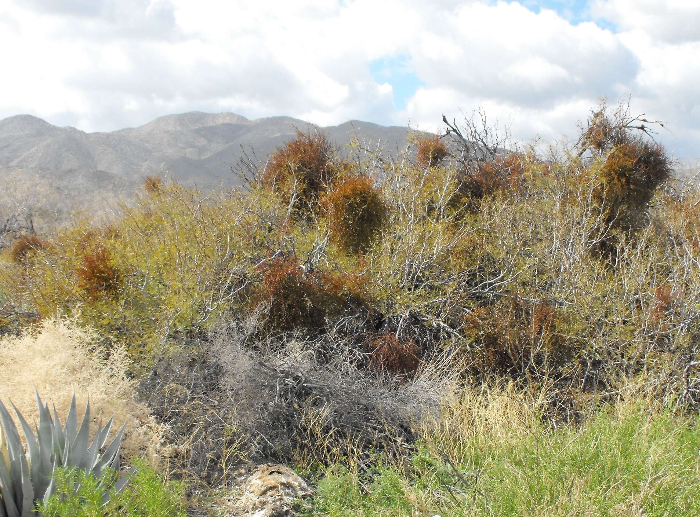 Image of mesquite mistletoe