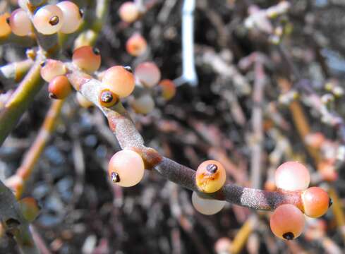 Image of Mistletoe