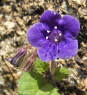 Image of wild canterbury bells