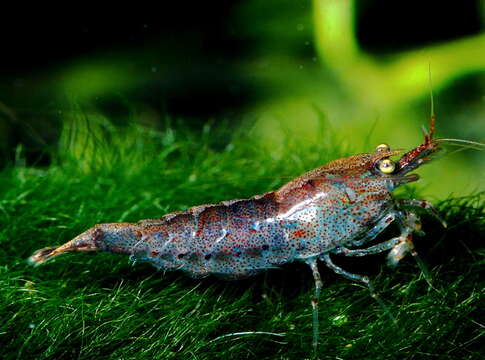 Image of Neocaridina palmata