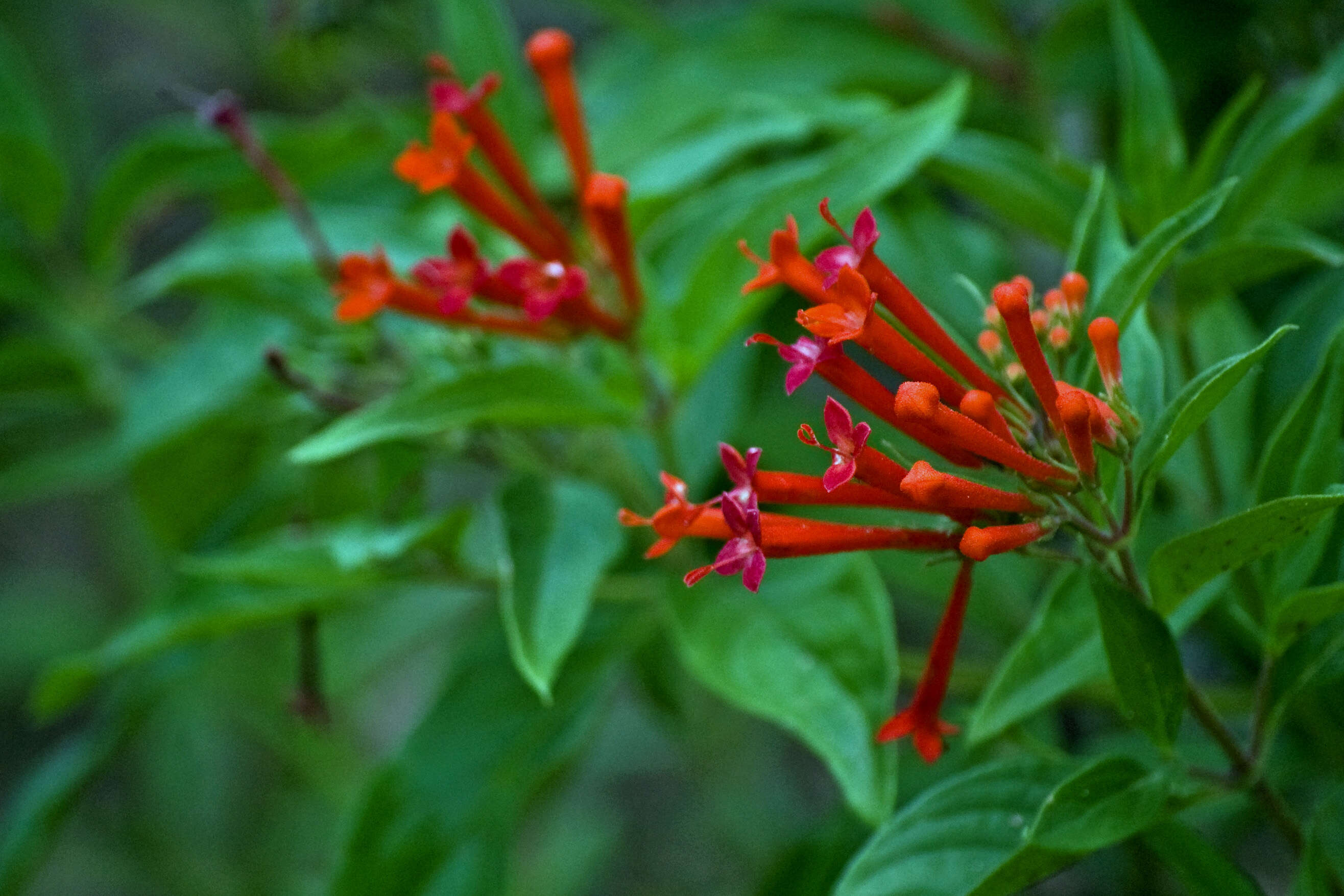 Plancia ëd Bouvardia ternifolia (Cav.) Schltdl.