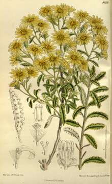 Image of Monro's Ragwort