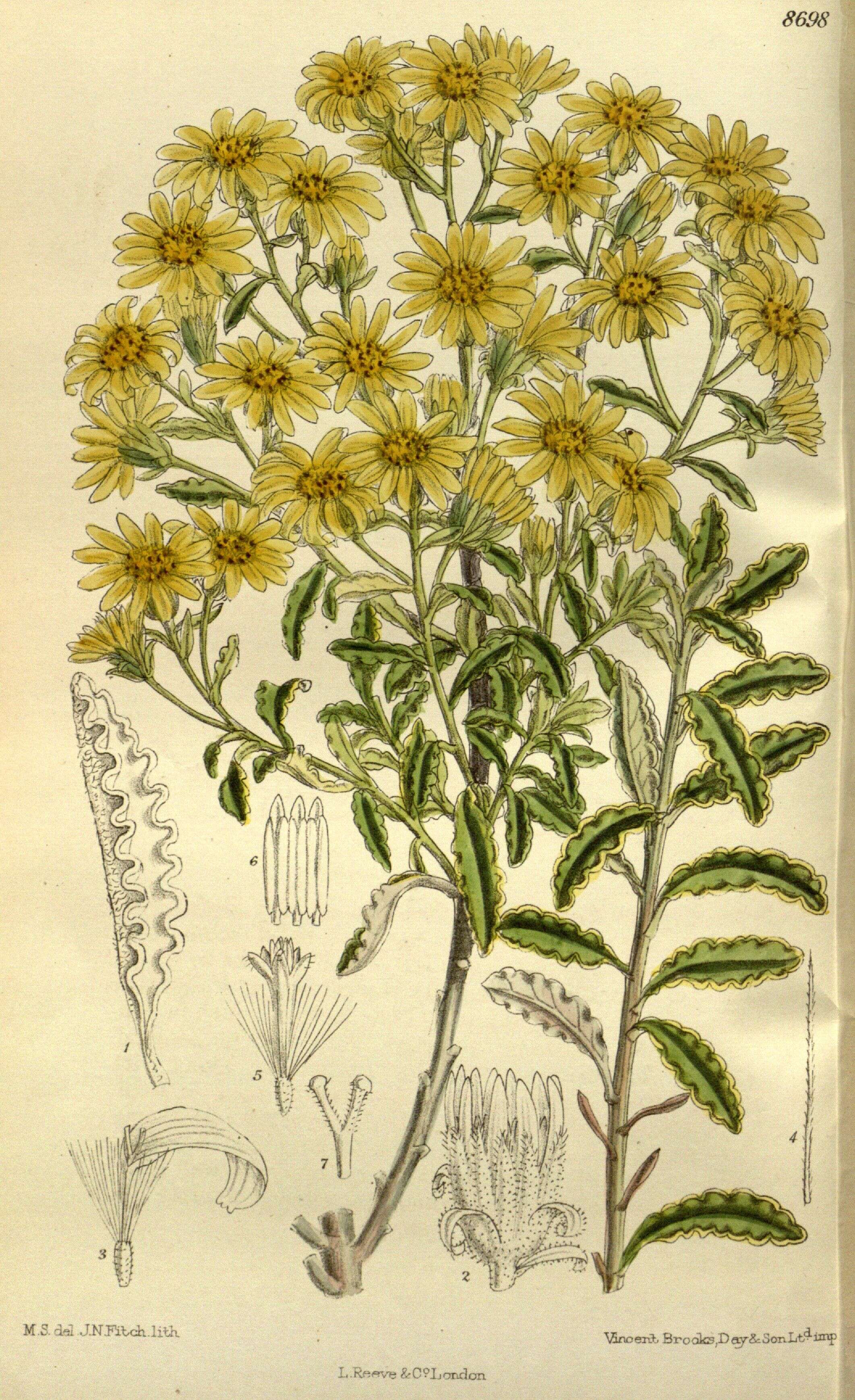 Image of Monro's Ragwort