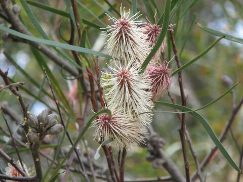 Image of pincushion tree