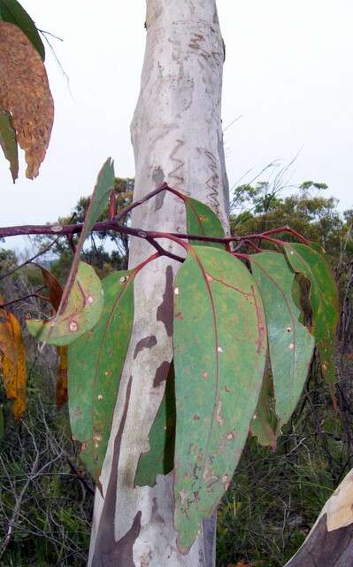 Image of Eucalyptus sclerophylla (Blakely) L. A. S. Johnson & Blaxell