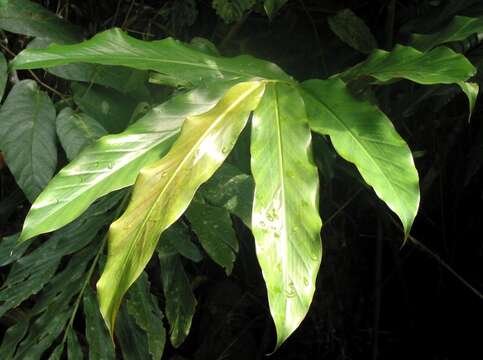 Image of Etlingera maingayi (Baker) R. M. Sm.